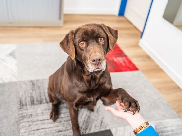 Logopädie Therapiehund